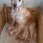 Stolze Hunde-Mami mit ihrem 2023er Wurf