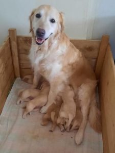 Stolze Hunde-Mami mit ihrem 2023er Wurf